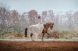 Bride wearing Drita wedding dress by Maggie Sottero riding a horse